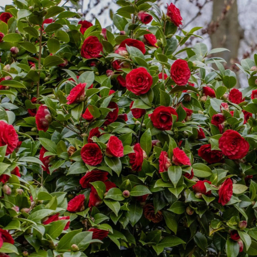 plante ornamentale1067