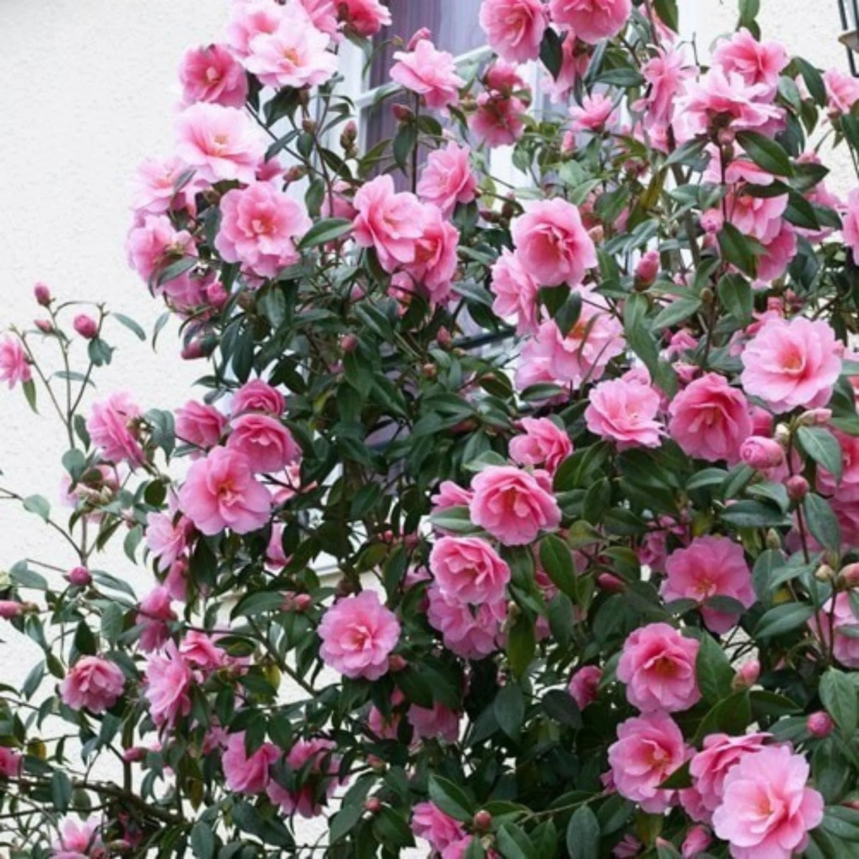 plante ornamentale1068