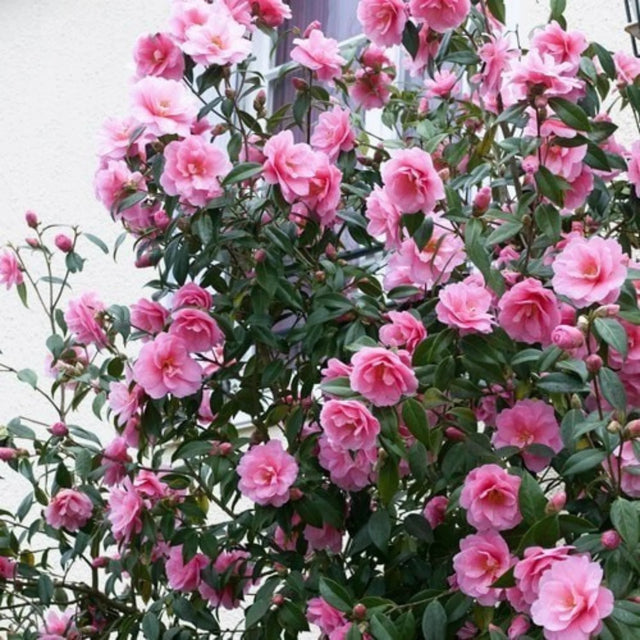 plante ornamentale1068