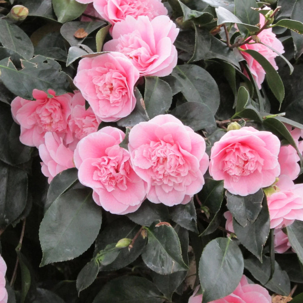 plante ornamentale1070