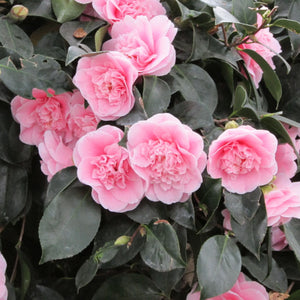 plante ornamentale1070