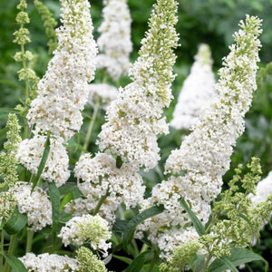 plante ornamentale1073