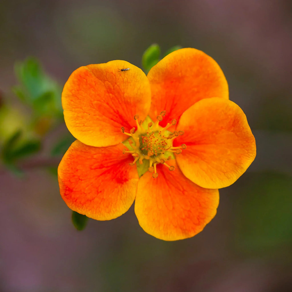 plante ornamentale116