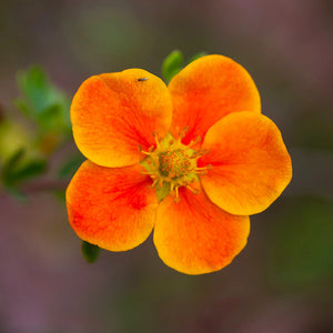 plante ornamentale116