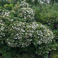 plante ornamentale118