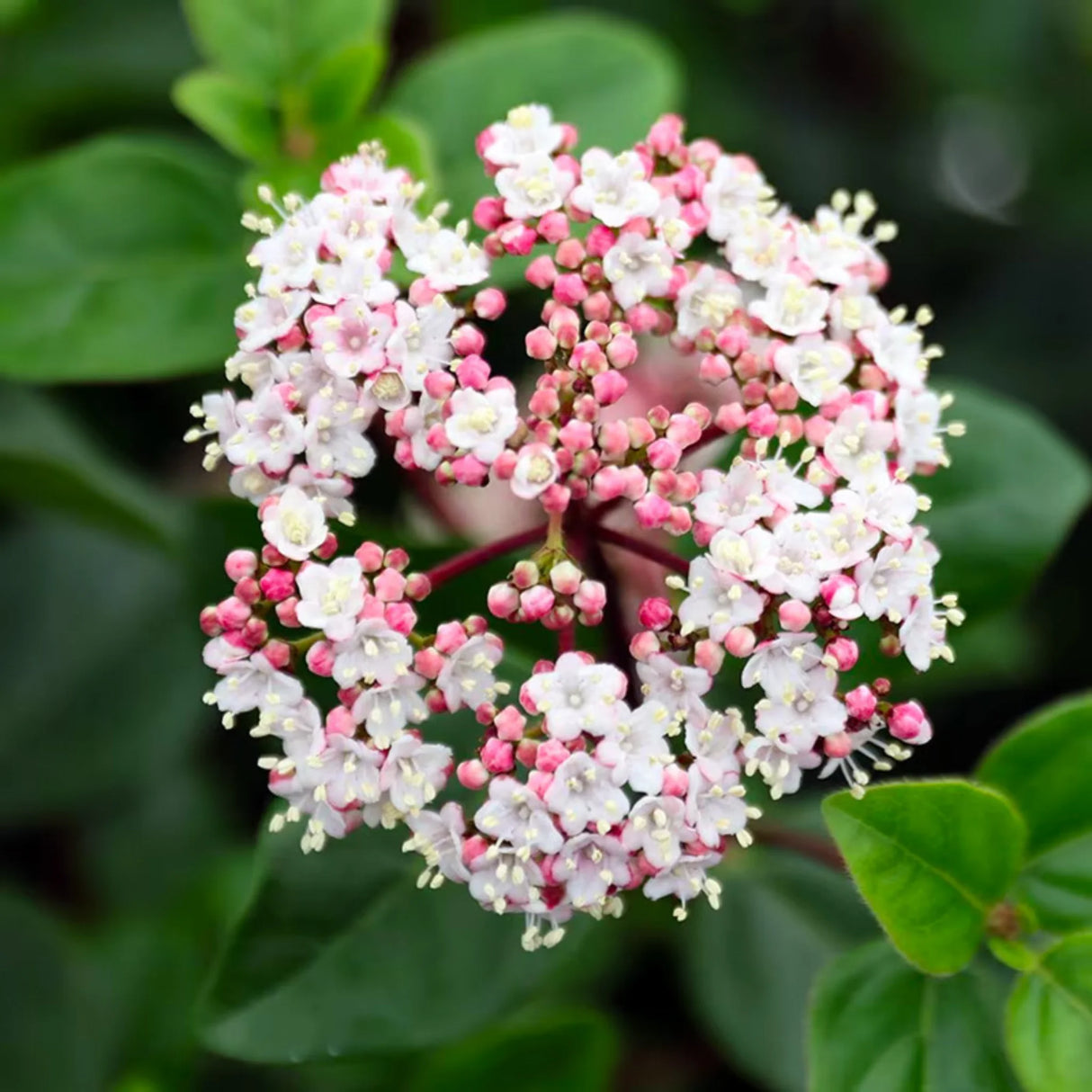 plante ornamentale120