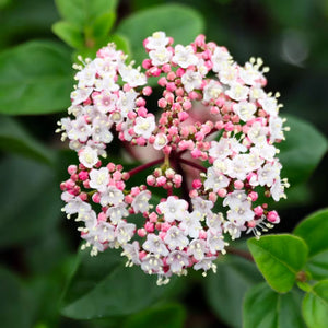 plante ornamentale120