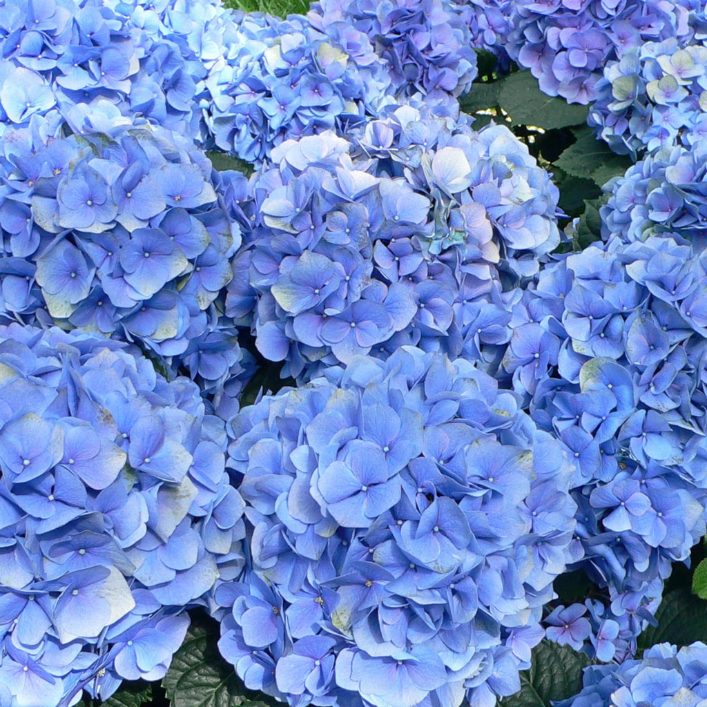 plante ornamentale1201