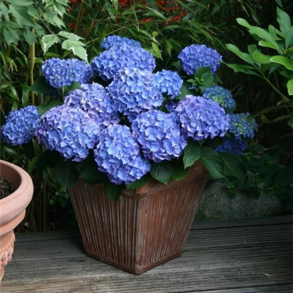 plante ornamentale1202