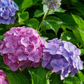 plante ornamentale1203