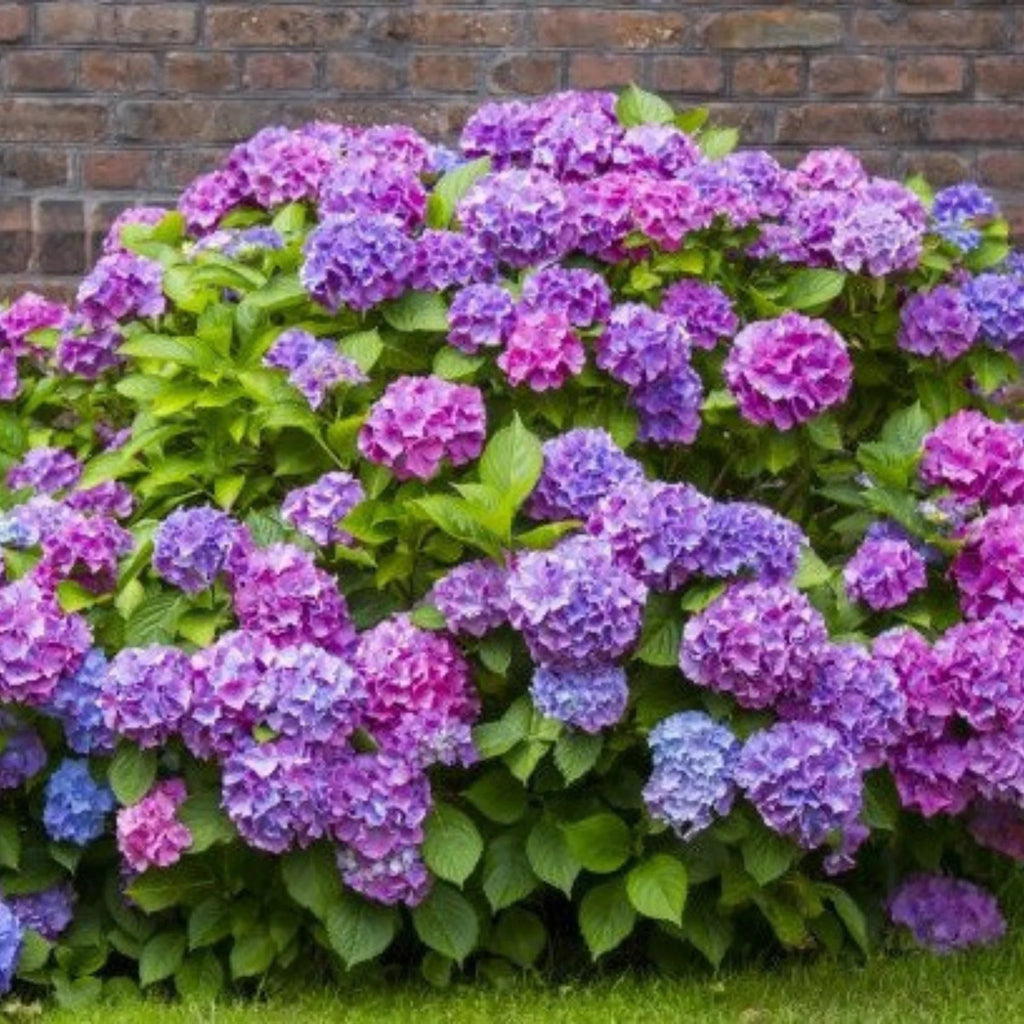 plante ornamentale1204