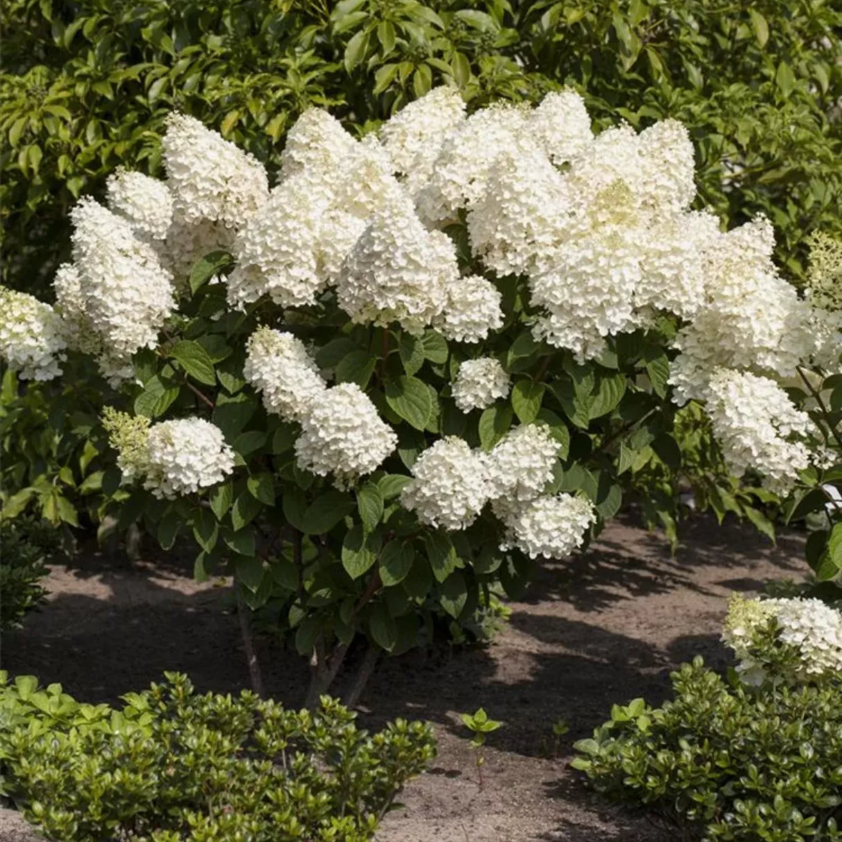 plante ornamentale1207