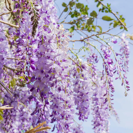 plante ornamentale