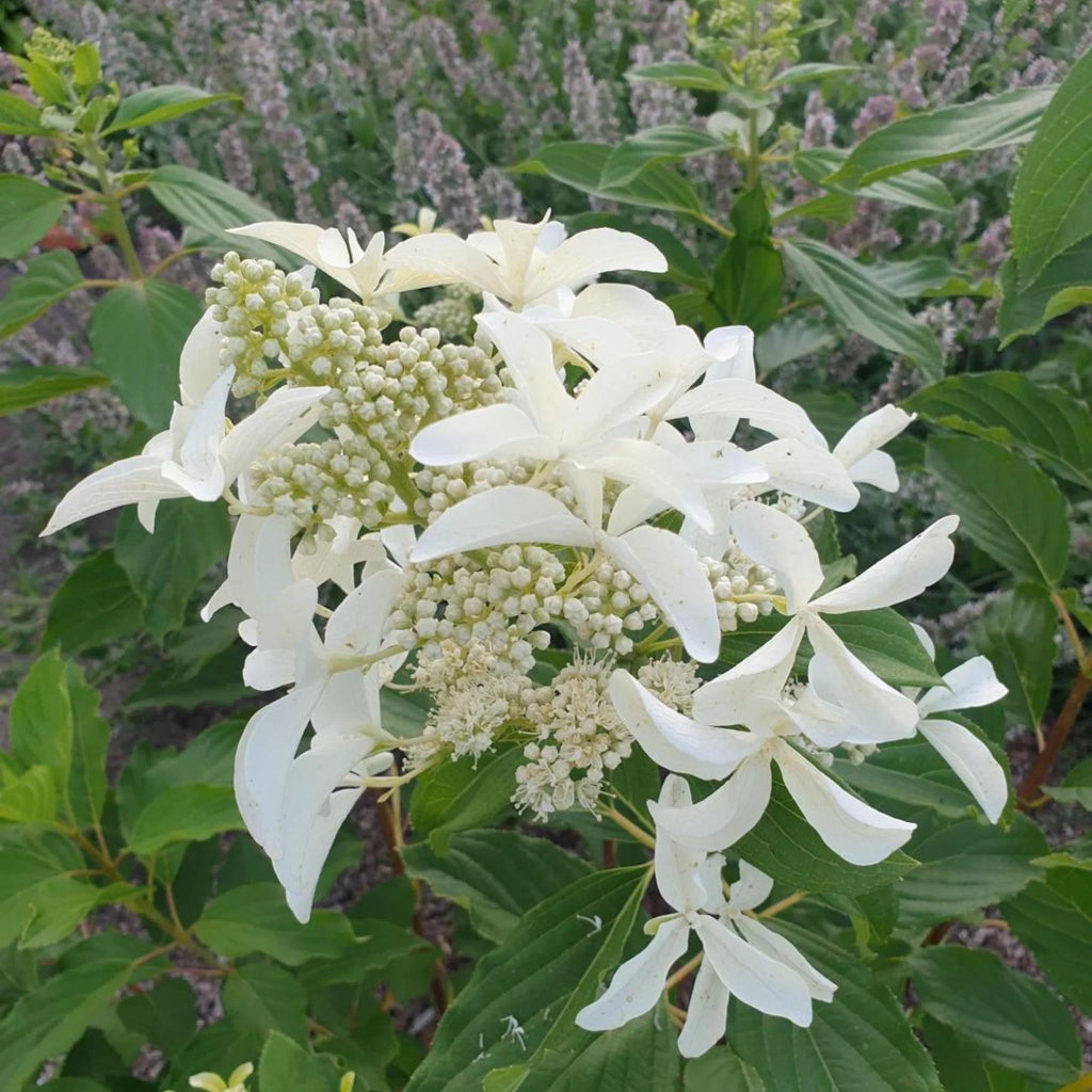 plante ornamentale1211