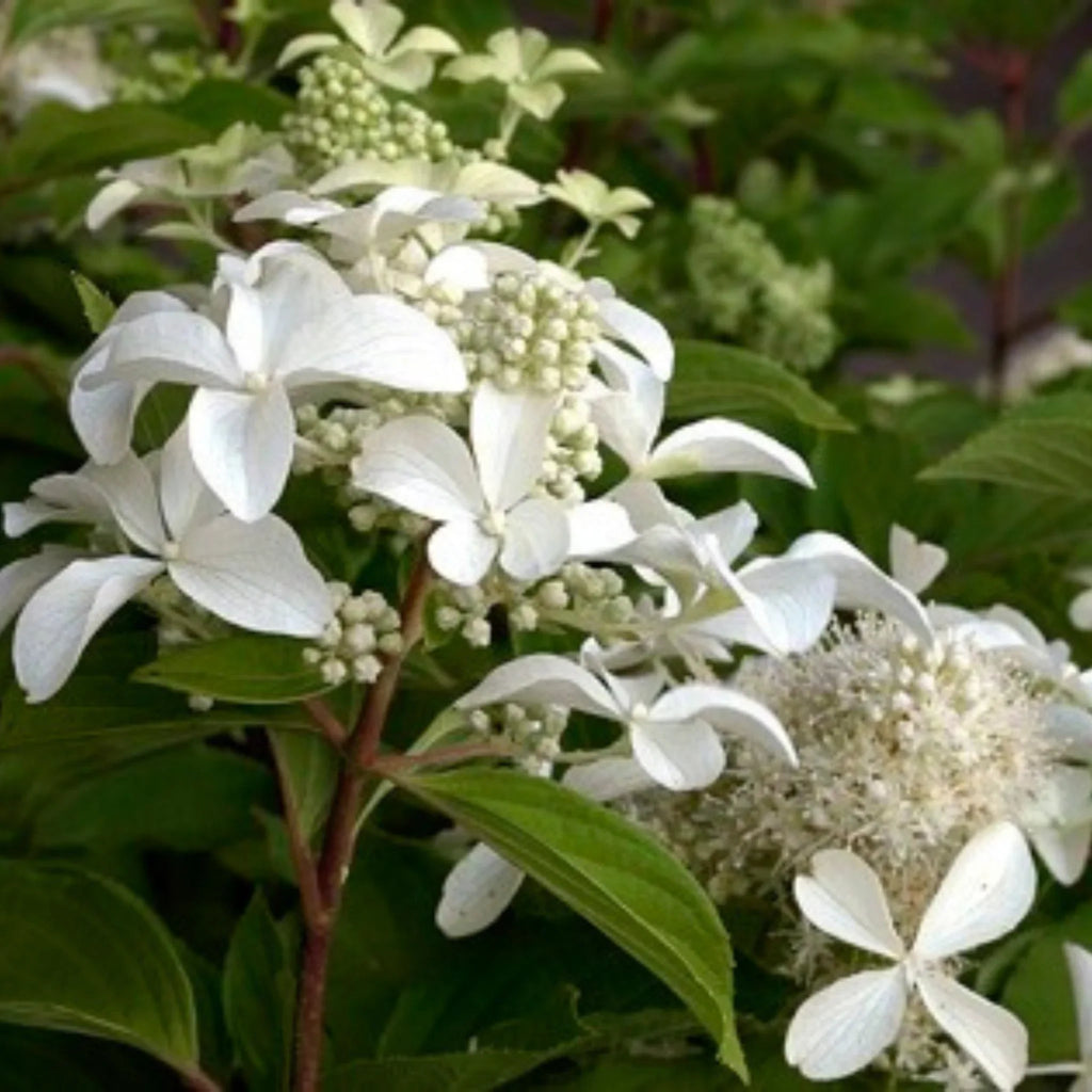 plante ornamentale1213