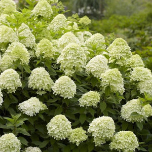 plante ornamentale1217