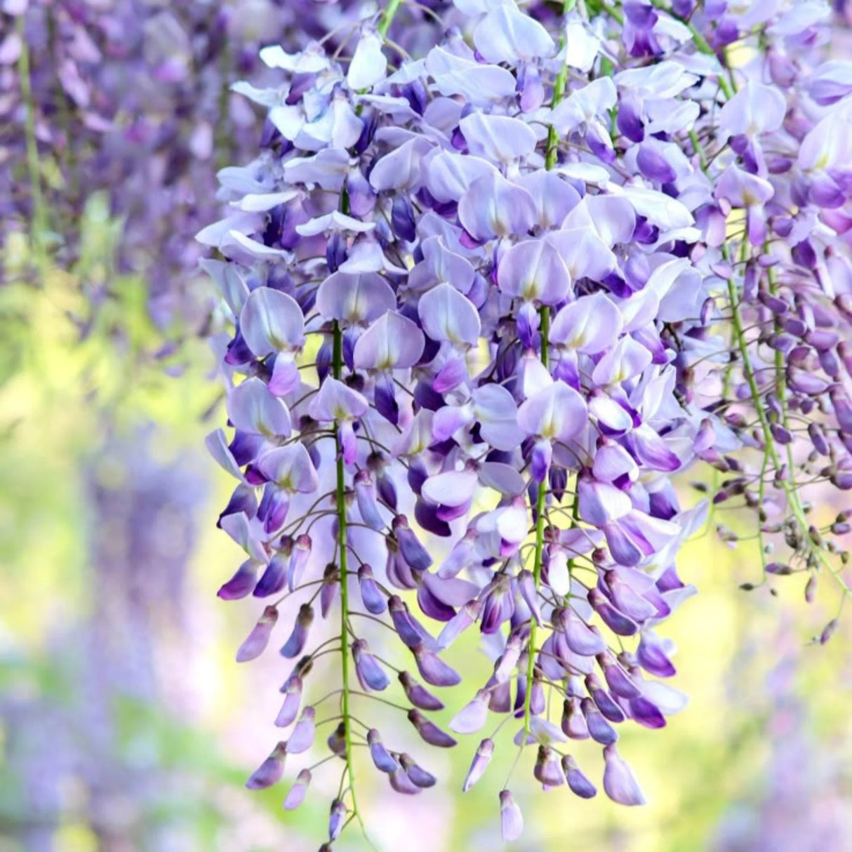 plante ornamentale