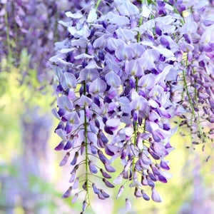 plante ornamentale