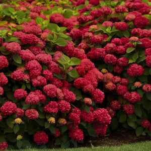 plante ornamentale1221