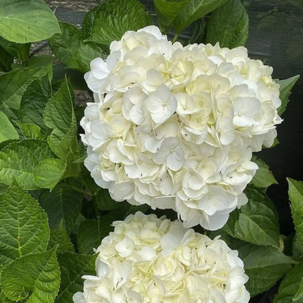 plante ornamentale1225