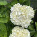 plante ornamentale1225