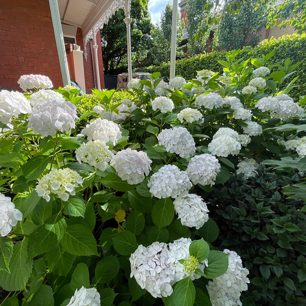 plante ornamentale1226