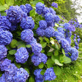 plante ornamentale1230