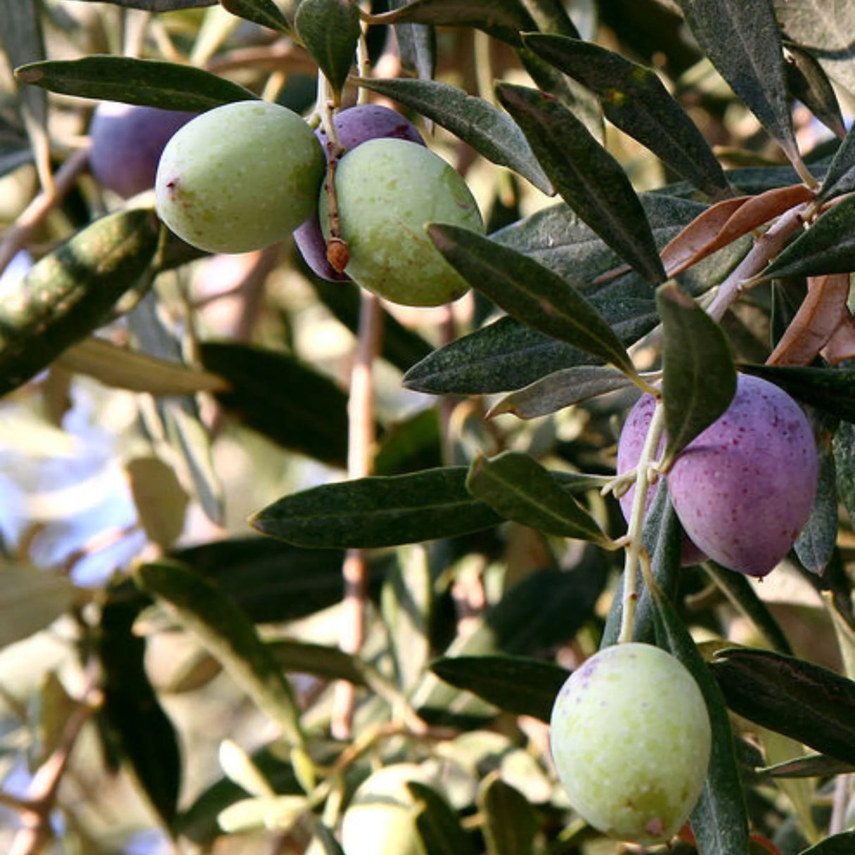 plante ornamentale1236