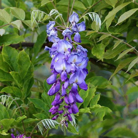plante ornamentale