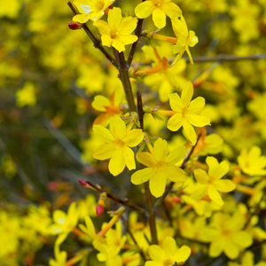 plante ornamentale1259