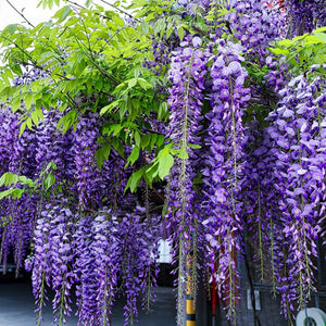 plante ornamentale