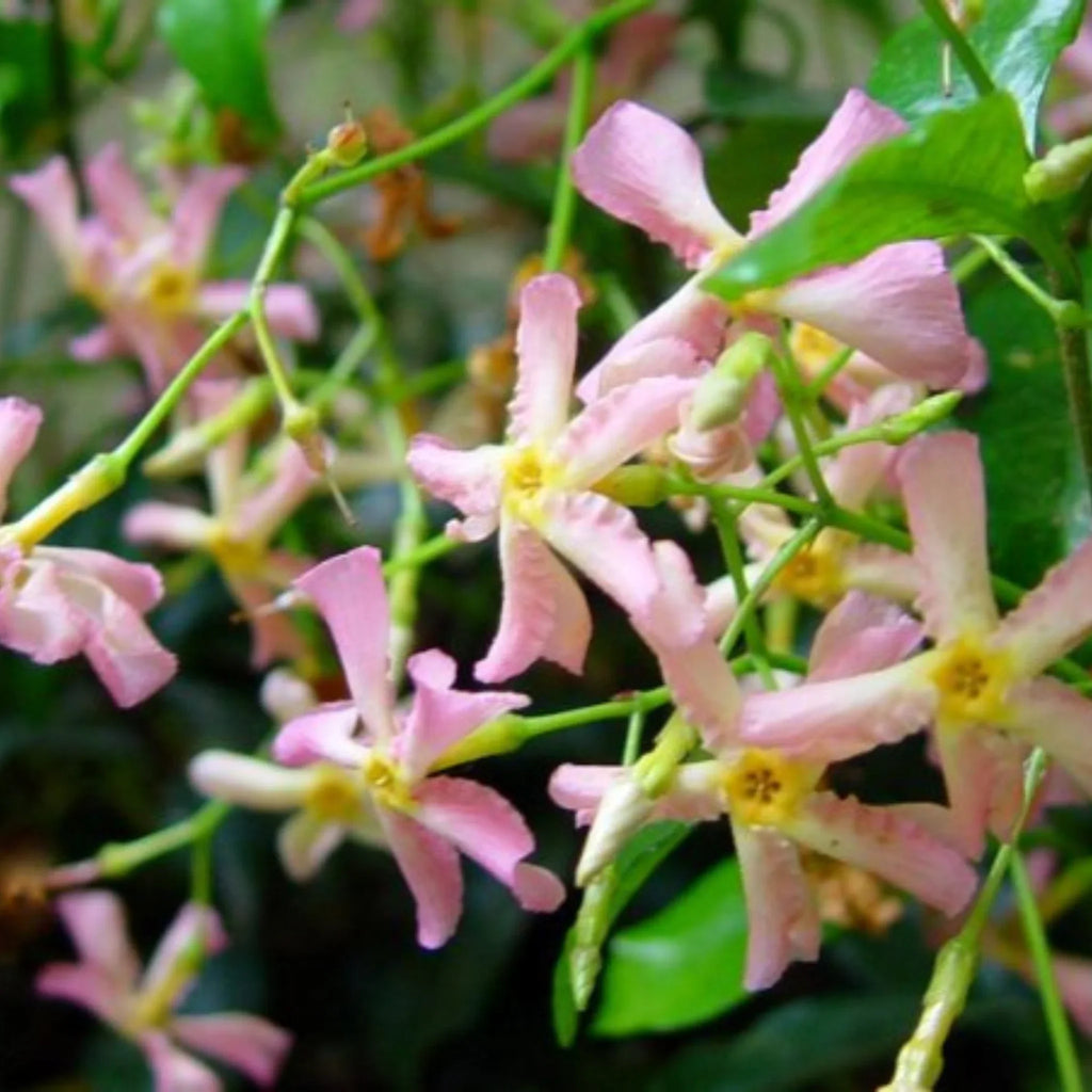 plante ornamentale1261