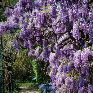 plante ornamentale