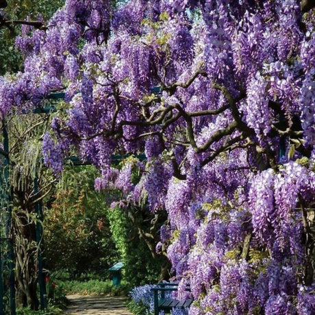 plante ornamentale
