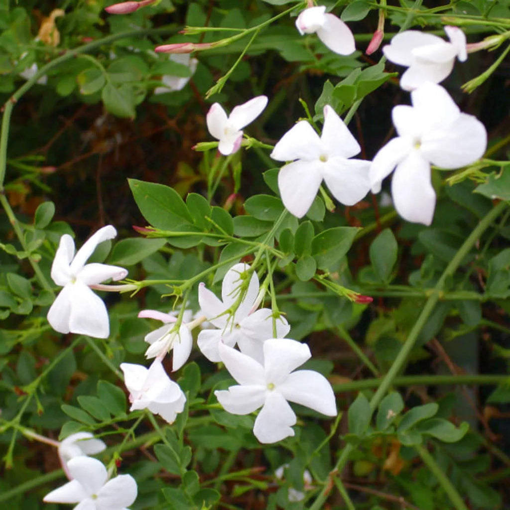 plante ornamentale1270