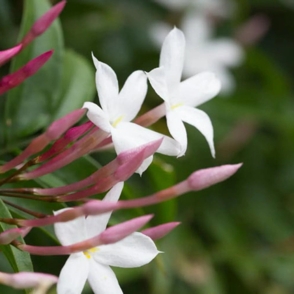 plante ornamentale1272