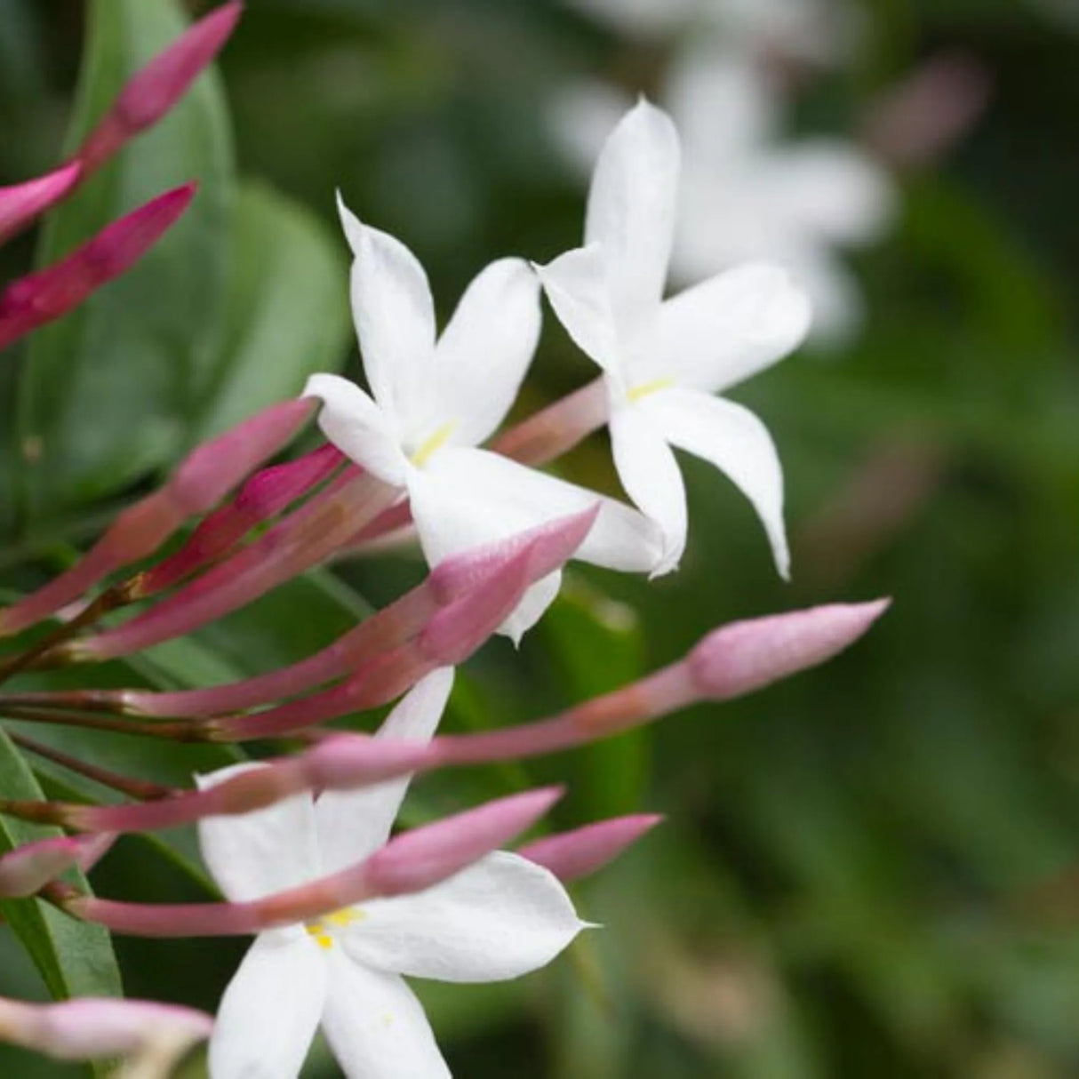 plante ornamentale1272
