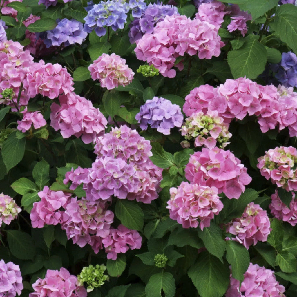 plante ornamentale1276