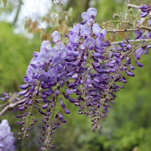 plante ornamentale