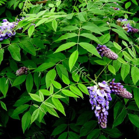 plante ornamentale