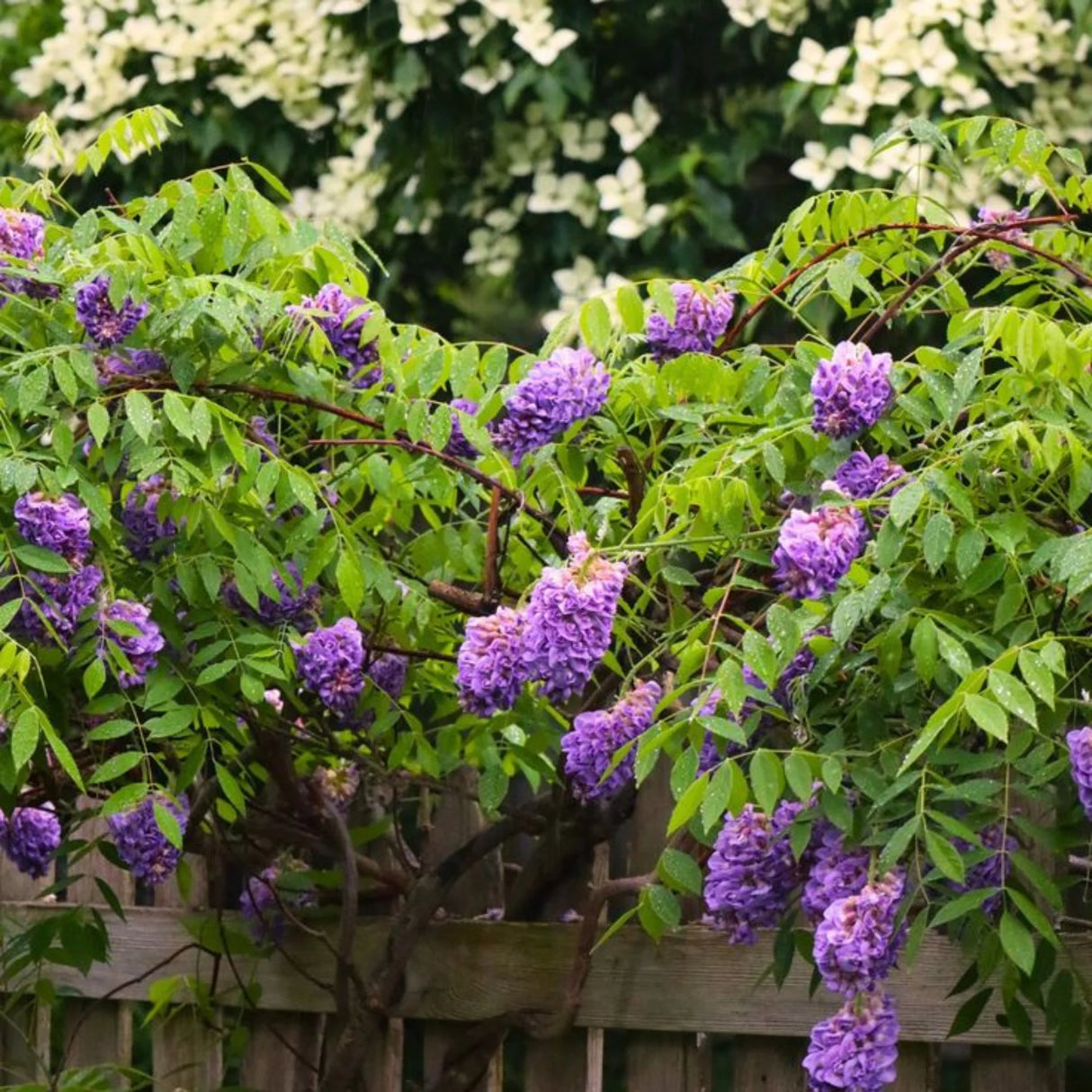 plante ornamentale