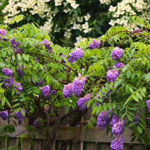 plante ornamentale