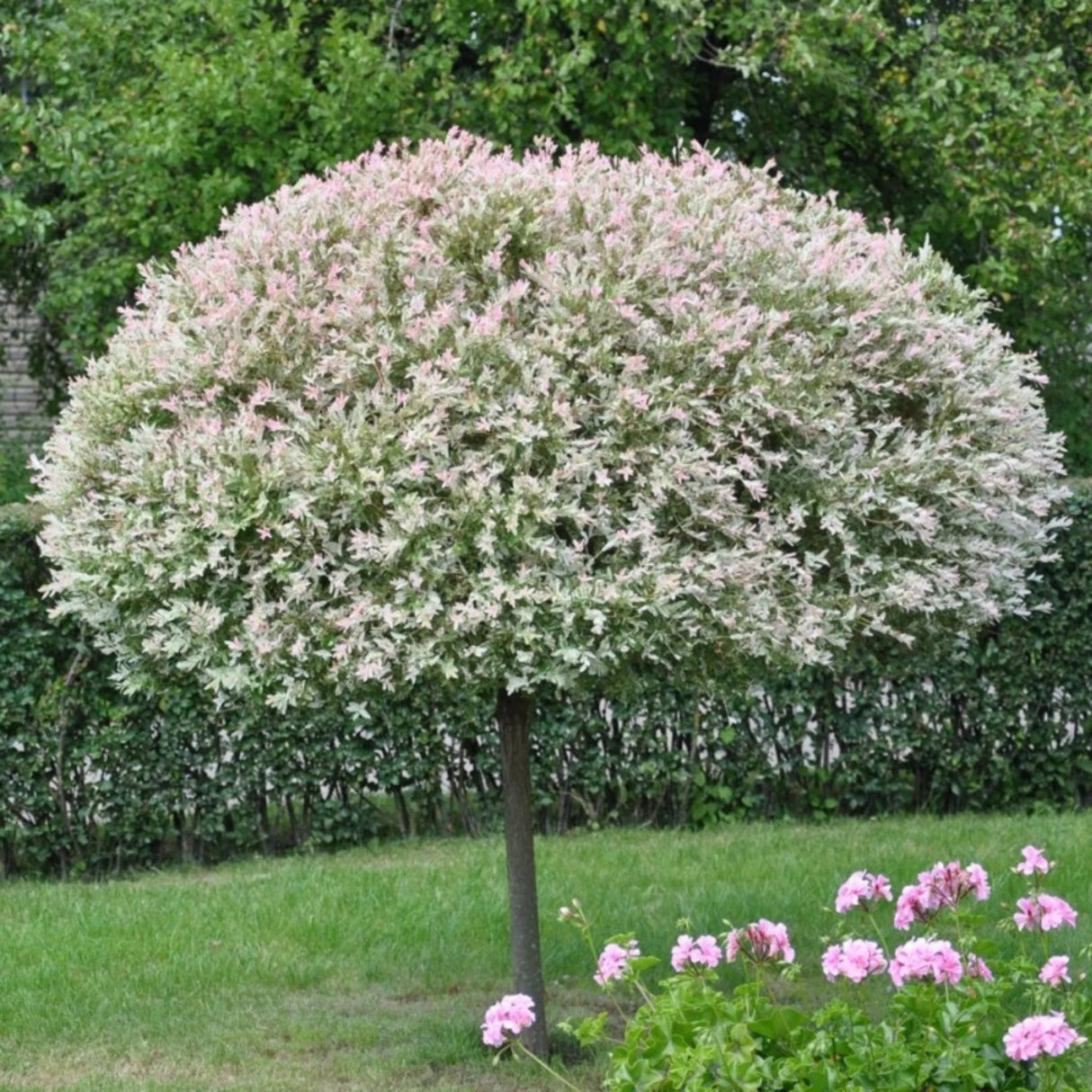 plante ornamentale1308
