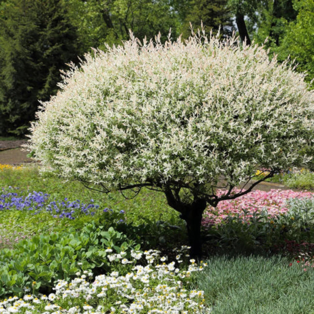 plante ornamentale1310