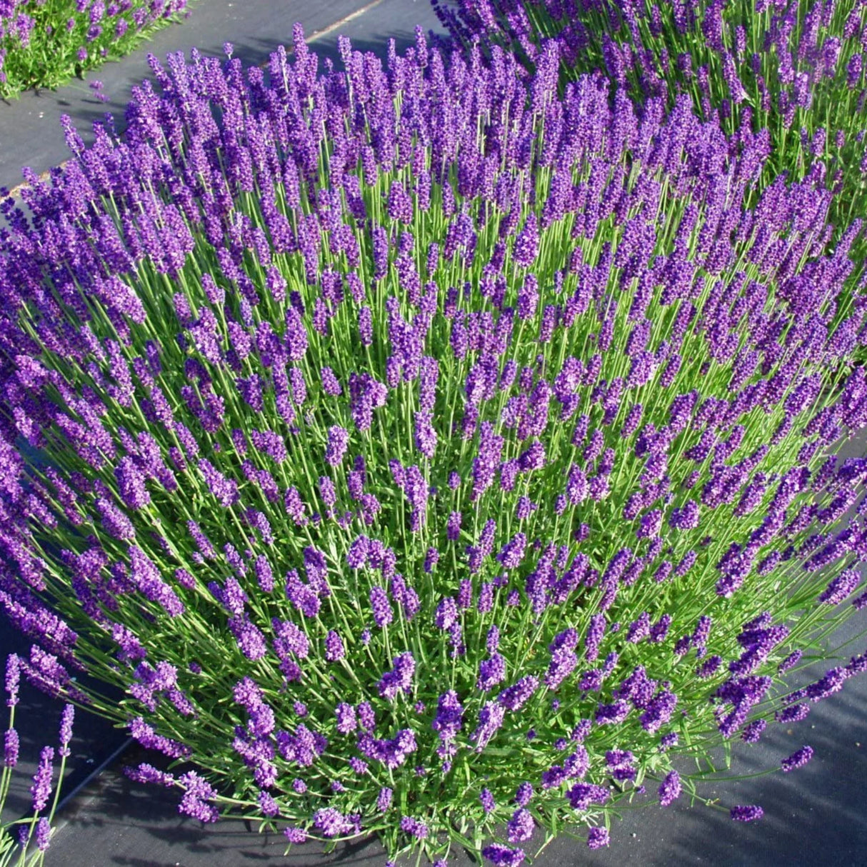 plante ornamentale1313