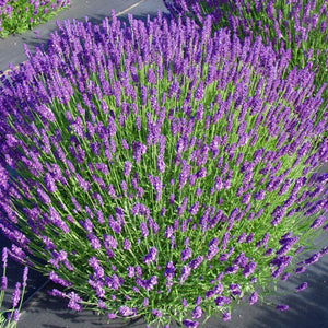 plante ornamentale1313