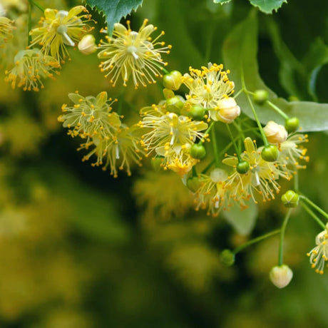 plante ornamentale1320