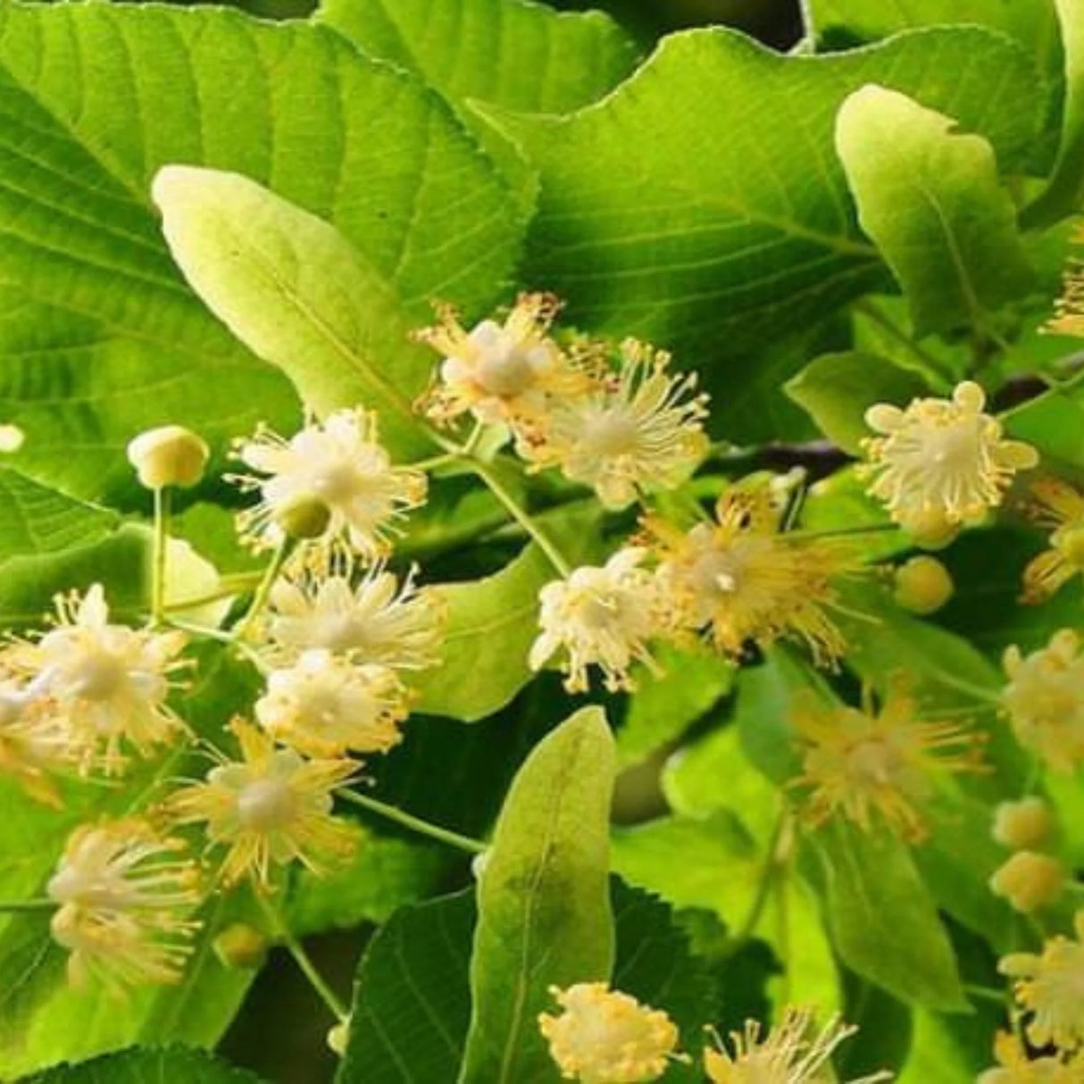 plante ornamentale1321