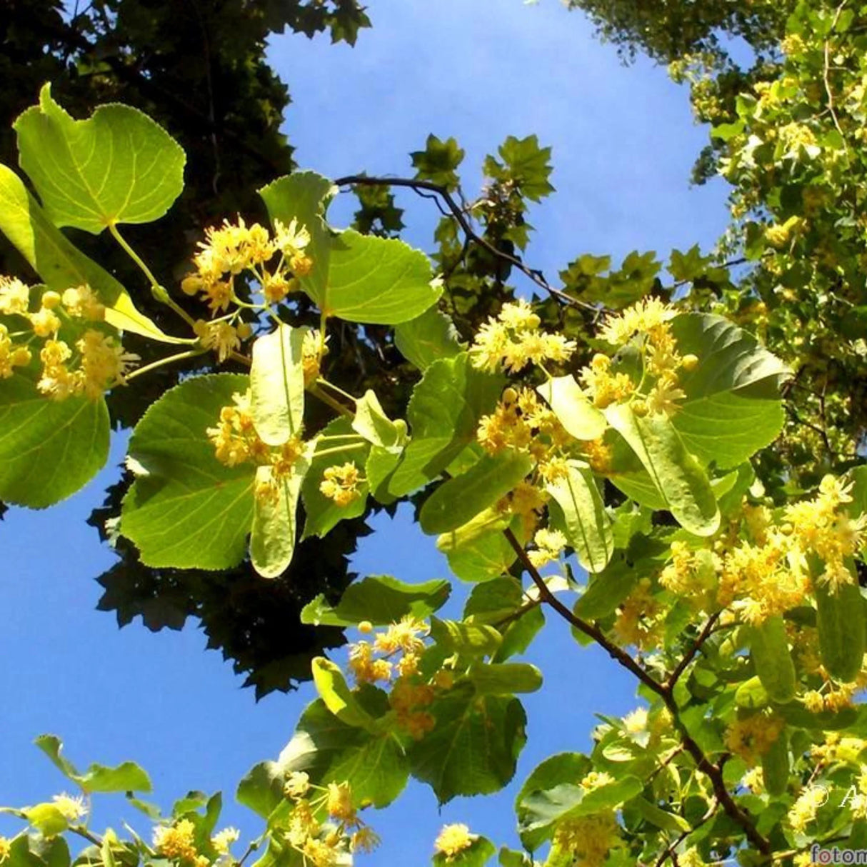 plante ornamentale1322