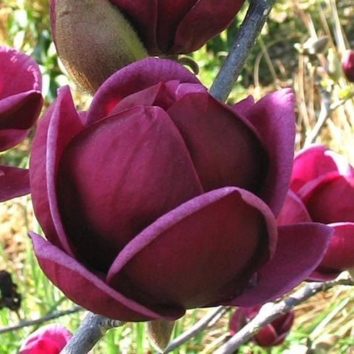 plante ornamentale